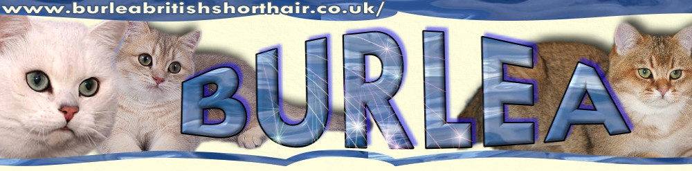 Burlea British Shorthairs