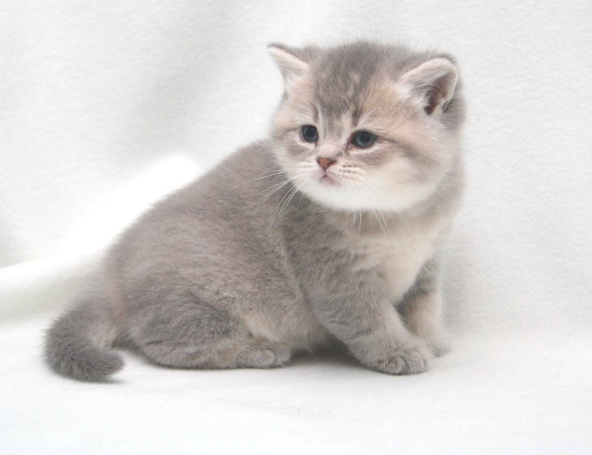 British shorthair best sale available kittens