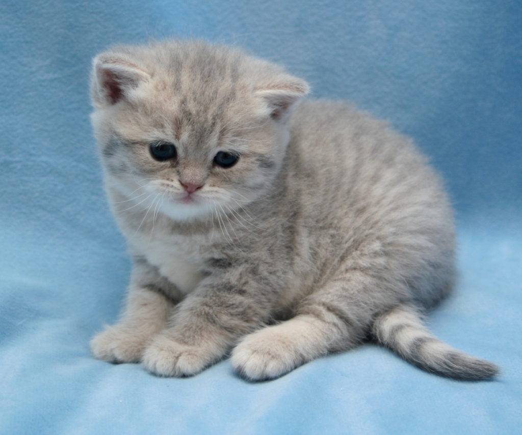 Burlea British Shorthairs | British Shorthair Breeder in Yorkshire