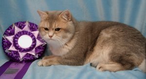 Jack Blue Golden Tipped Boy Burlea British Shorthairs