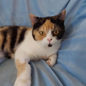 We have available Burleaway Clarice Cliffe