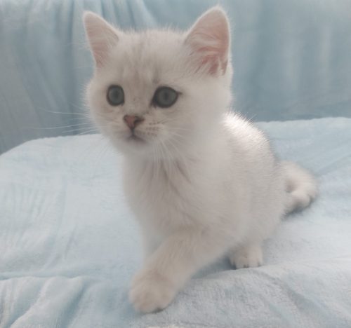 Kitten 2
