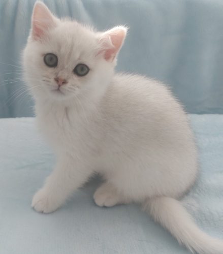 Kitten 1